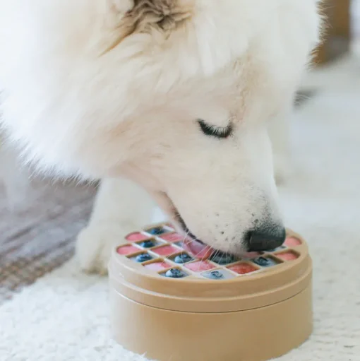3-IN-1 BENTO Slow Feeder Bowl