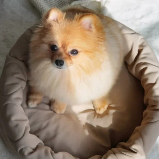 TAART Reversible Pet Bed, Fern