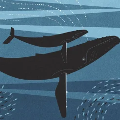 Whale & Calf