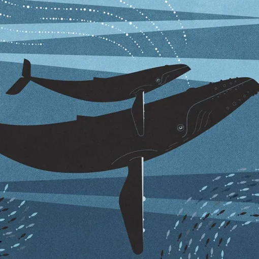 Whale & Calf