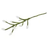 White Flower Buds on Branch